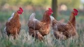 నాటుకోళ్ల పెంపకం.. ప్రభుత్వ ప్రోత్సాహం.. యూనిట్లు పెట్టుకోవడానికి సదావకాశం