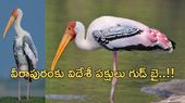 Veerapuram:పుట్టింటికి వచ్చిన ఆడబిడ్డల్లా చూసుకునే గ్రామం..విదేశీ పక్షుల అరుదైన కథ!