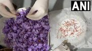 Indoor Saffron Farming : સાહસિકો માટે ઈન્ડોર કેસરની ખેતીમાં મોટી તક, જાણો ખર્ચ, ઉત્પાદન સહિક જરૂરી તમામ માહિતી