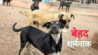MP News: नवजात का शव जबड़े में दबाकर अस्पताल में घूम रहा था कुत्ता, एमपी में दिल दहला देने वाली घटना