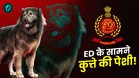Bengaluru Wolfdog: क्या वाकई ₹50 करोड़ का है ये कुत्ता? ED ने बताई Viral Dog की सच्चाई