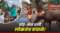 जब लोकतंत्र चढ़ा घोड़ी पर और भैंस बन गई प्रदर्शन की ब्रांड एंबेसडर! देखिए बिहार बंद का वायरल अंदाज़