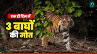 MP News: कान्हा टाइगर रिजर्व में 1 ही दिन में 3 बाघों की मौत, वयस्क बाघ की क्षेत्रीय लड़ाई, जानिए पूरी घटना