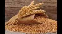 Bihar News: 1 अप्रैल से शुरू होगी गेहूं खरीद, किसानों को मिलेगा ₹2585 प्रति क्विंटल समर्थन मूल्य Bihar News: 1 अप्रैल से शुरू होगी गेहूं खरीद, किसानों को मिलेगा ₹2585 प्रति क्विंटल समर्थन मूल्य