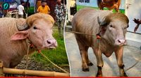 Trump Buffalo: ट्रंप जैसा दिखने वाला भैंसा हुआ Viral, लोगों ने बताया हूबहू, अब ईद पर होगा कुर्बान-Video