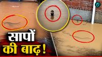China Snake Tragedy: बाढ़ के साथ बहकर आए कई कोबरा और रेटस्नेक, इलाके में दहशत, शी जिनपिंग के छूटे पसीने!