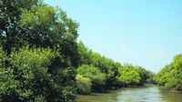 Mangrove Cutting in Mumbai Raises Alarm; Citizens Demand Stronger Safeguards