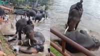 Tamil Nadu Tourist Dies At Dubare Elephant Camp After Elephant Clash Turns Fatal