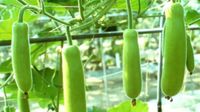  Bottle Gourd Juice: ಬೇಸಿಗೆಯಲ್ಲಿ ದೇಹ ತಂಪಾಗಿಸಬೇಕಾ? ಸೋರೆಕಾಯಿ ಜ್ಯೂಸ್ ಕುಡಿಯಿರಿ
