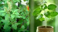 Tulsi: ತುಳಸಿ ಎಲೆಗಳು ಹಳದಿ ಬಣ್ಣಕ್ಕೆ ತಿರುಗುವುದನ್ನು ತಡೆಯುವುದು ಹೇಗೆ? ಈ ಅಂಶ ಬಹಳ ಮುಖ್ಯ ತಿಳಿದಿರಲಿ
