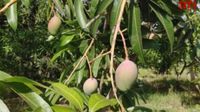 Miyazaki Mango: 'ಮರದ ಕೆಳಗೇ ಮಲಗುತ್ತೇನೆ' ₹3 ಲಕ್ಷ ಮೌಲ್ಯದ ಮಾವಿಗೆ ರೈತನ ಕಾವಲು
