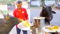 ಮಸಾಲೆ ದೋಸೆ ತಿನ್ನೋಕೆ ದಿನವೂ ಬರ್ತಾನೆ ಈ ವಿಐಪಿ ಗ್ರಾಹಕ; ಹೋಟೆಲ್‌ ಮಾಲೀಕ-ಗೂಳಿಯ ಸ್ನೇಹಕ್ಕೆ ನೆಟ್ಟಿಗರು ಫಿದಾ