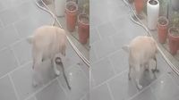 Viral Video: ಮಾಲೀಕನ ಜೀವ ಉಳಿಸಲು ವಿಷಕಾರಿ ಹಾವಿನೊಂದಿಗೆ ಹೋರಾಡಿ ಪ್ರಾಣಬಿಟ್ಟ ಜಿಮ್ಮಿ! ಕಣ್ಣೀರಾಗಿಸಿದ ಘಟನೆ Viral Video: ಮಾಲೀಕನ ಜೀವ ಉಳಿಸಲು ವಿಷಕಾರಿ ಹಾವಿನೊಂದಿಗೆ ಹೋರಾಡಿ ಪ್ರಾಣಬಿಟ್ಟ ಜಿಮ್ಮಿ! ಕಣ್ಣೀರಾಗಿಸಿದ ಘಟನೆ