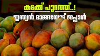 ഇന്ത്യന് മാങ്ങ വേണ്ട..! ഇറക്കുമതി നിര്ത്തിവെച്ച് ജപ്പാന്; 20 വര്ഷത്തിനിടെ ആദ്യം, കാരണമിത് ഇന്ത്യന് മാങ്ങ വേണ്ട..! ഇറക്കുമതി നിര്ത്തിവെച്ച് ജപ്പാന്; 20 വര്ഷത്തിനിടെ ആദ്യം, കാരണമിത്