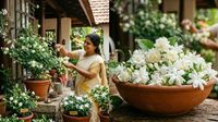 എപ്പോഴും പൂക്കുന്ന മുല്ലപ്പൂച്ചെടി വീട്ടിൽ വളർത്തണോ? ഇതാ 5 ലളിതമായ വഴികൾ എപ്പോഴും പൂക്കുന്ന മുല്ലപ്പൂച്ചെടി വീട്ടിൽ വളർത്തണോ? ഇതാ 5 ലളിതമായ വഴികൾ