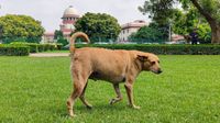 ஒவ்வொரு நாய்க்கடி சம்பவத்திற்கும்.. மாநில அரசுகளிடம் அபராதம் வசூலிப்போம்! உச்ச நீதிமன்றம் காட்டம் ஒவ்வொரு நாய்க்கடி சம்பவத்திற்கும்.. மாநில அரசுகளிடம் அபராதம் வசூலிப்போம்! உச்ச நீதிமன்றம் காட்டம்