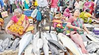 காசிமேட்டு காத்தடிக்குது.. சென்னையில் வஞ்சிரம் கிலோ ரூ.1500.. முடங்கிய ரூ.500 கோடி பிசினஸ்