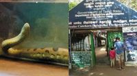 தென் அமெரிக்கா டூ மகாபலிபுரம்.. பாம்புகளிலேயே மிக பெரிய ராட்சசன்.. வடநெம்மேலியில் வியப்பு தென் அமெரிக்கா டூ மகாபலிபுரம்.. பாம்புகளிலேயே மிக பெரிய ராட்சசன்.. வடநெம்மேலியில் வியப்பு