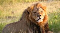 World Lion Day 2021: సింహాలకూ ఓ రోజు: ఆ రాజసాన్ని చూడాలంటే ఈ అయిదు చోట్లకు వెళ్లాల్సిందే! World Lion Day 2021: సింహాలకూ ఓ రోజు: ఆ రాజసాన్ని చూడాలంటే ఈ అయిదు చోట్లకు వెళ్లాల్సిందే!
