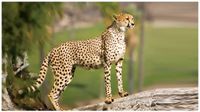 Cheetah: కునో నేషనల్ పార్కులో మరో చిరుత మృతి.. 