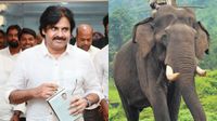 Kumki Elephants: కుమ్కీ ఏనుగుల కోసం బెంగళూరుకు పవన్! ఏంటీ వీటి ప్రత్యేకత? Kumki Elephants: కుమ్కీ ఏనుగుల కోసం బెంగళూరుకు పవన్! ఏంటీ వీటి ప్రత్యేకత?