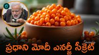 Sea Buckthorn: ప్రధాని ఇష్టంగా తినే ఈ పండు ప్రత్యేకతలేంటో తెలుసా?