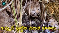 కునో అడవిలో మరో 'ఐదు' చిరుత కూనలు.. 'ఆశా'కు మళ్లీ కాన్పు!