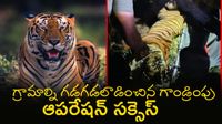 Tiger Video: మహారాష్ట్ర నుంచి ఏపీ వరకు పులి ప్రయాణం, తెలంగాణలో టెన్షన్ Tiger Video: మహారాష్ట్ర నుంచి ఏపీ వరకు పులి ప్రయాణం, తెలంగాణలో టెన్షన్