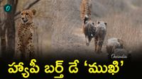 Mukhi: మన దేశంలోనే పుట్టి.. ఇప్పుడు అడవినే ఏలుతున్న ముఖి!