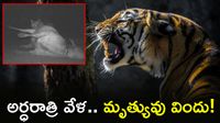 Viral Video: పీక్కు తింటున్న పెద్దపులి.. అర్ధరాత్రి వేట! Viral Video: పీక్కు తింటున్న పెద్దపులి.. అర్ధరాత్రి వేట!