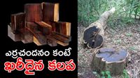 నల్ల బంగారం, ప్రపంచంలోనే కాస్ట్లీ కలప ఇదే! కిలో ఎన్ని లక్షలు?