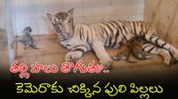 ఏమిటీ వింత? తెల్ల పులికి పుట్టిన పసుపు పిల్లలు.. ఏమిటీ వింత? తెల్ల పులికి పుట్టిన పసుపు పిల్లలు..