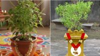 గురువారం తులసికి పచ్చిపాలు సమర్పించి చూడండి..