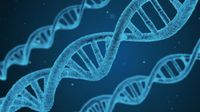 DNA: తల్లి గర్భంలోనే మీ వ్యక్తిత్వం? 'పిండ ప్రోగ్రామింగ్' అంటే ఏంటి?