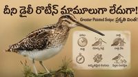అపురూప అతిథి.. గడ్డి పరకల మధ్య దాక్కునే గడుసు పక్షి..