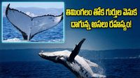 మహాసముద్రాలనే ఈదేశి.. 15 వేల కిలోమీటర్లు ప్రయాణం