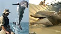 Military Dolphins: ఇరాన్ దగ్గర డాల్ఫిన్ సైన్యం ఉందా?
