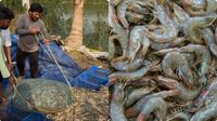 Prawn: గోదారి రొయ్య విలవిల..! అమ్మడుపోక-చెరువులో ఉండలేక..!