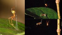 Ballista Spider: వేటలో ప్రకృతి సృష్టించిన ఒక అద్భుతం, సైన్స్ ప్రపంచంలో సంచలనం