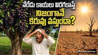 తాతల కాలం నాటి నేరేడు సామెత రహస్యం! కరువుకు ముందస్తు హెచ్చరిక..
