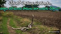 Video: పాముల సయ్యాట. శృంగారమా? పోరాటమా?