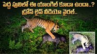 Video: ఆకలి తీరాక ‘పెద్దపులి’ వింత చేష్టలు.. మీరూ చూడండి