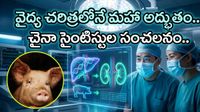 మనిషి శరీరంలో పంది లివర్, కిడ్నీలు! ఎలా పని చేశాయంటే!