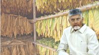 పొగాకు రైతులను ఆదుకునేలా సీఎం ప్లాన్! తాత్కాలిక సాయం వద్దు శాశ్వత పరిష్కారమే..