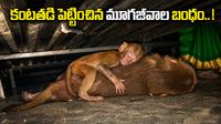 తల్లి శవంపైనే నిద్రపోయిన పిల్ల కోతి! హార్ట్ టచింగ్ వీడియో