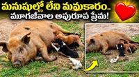 Video: జాతి వైరం మరిచింది.. అనాథ కుక్కపిల్లలకు అమ్మగా మారింది!