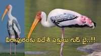 Veerapuram:పుట్టింటికి వచ్చిన ఆడబిడ్డల్లా చూసుకునే గ్రామం..విదేశీ పక్షుల అరుదైన కథ!