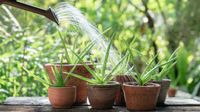 vastu tips: వాస్తు ప్రకారం అలోవేరా మొక్కను ఇంట్లో పెంచాలా? vastu tips: వాస్తు ప్రకారం అలోవేరా మొక్కను ఇంట్లో పెంచాలా?