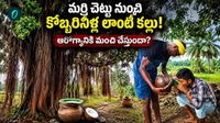 తెలుగు రాష్ట్రాల్లో వింత కల్లు, లొట్టలేసి తాగుతున్న జనం!- VIDEO