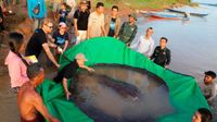 Guinness Record: ప్రపంచంలోనే అతిపెద్ద మంచినీటి చేప..